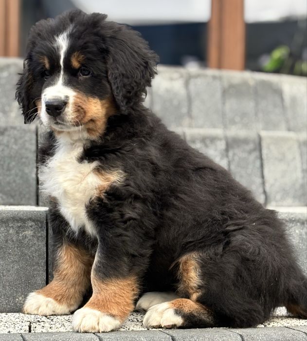 Berneński pies pasterski ZHPR UCI