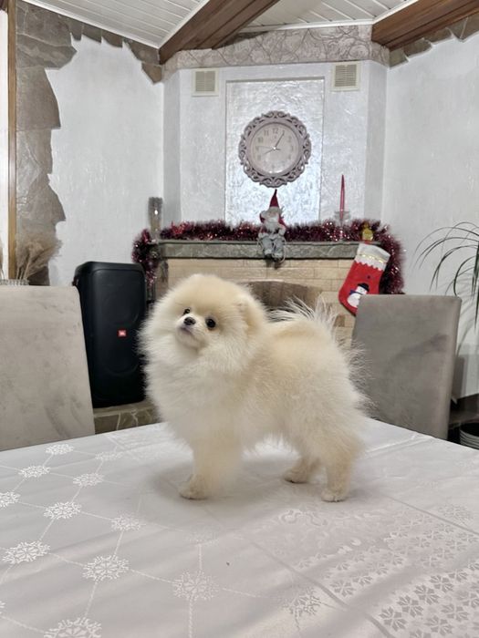 Померанський шпіц. Хлопчик. Документи.