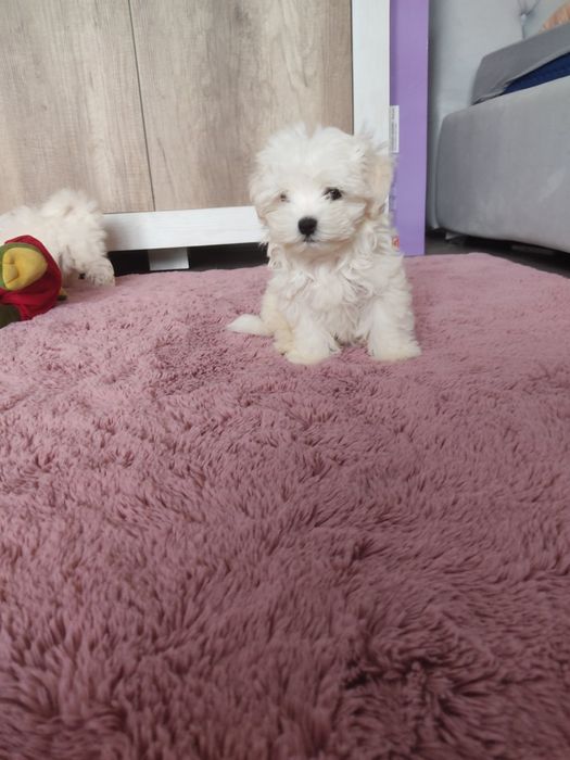 Хлопчик Мальтезе найкращий подарунок