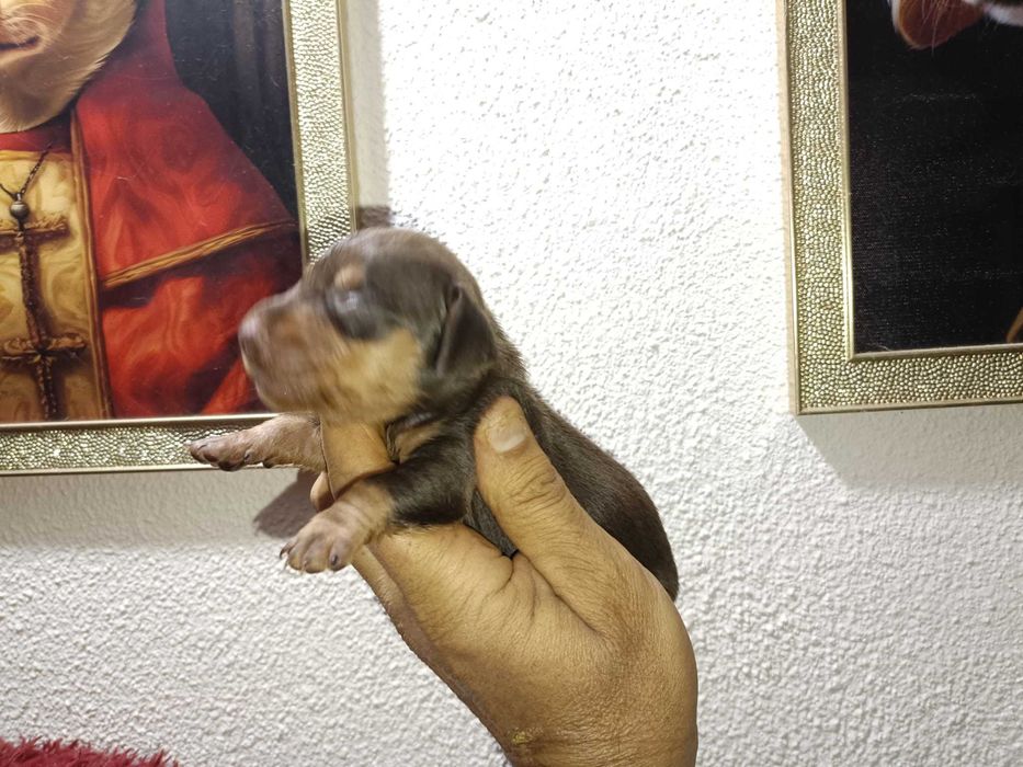 Teckel machinho mini chocolate tan