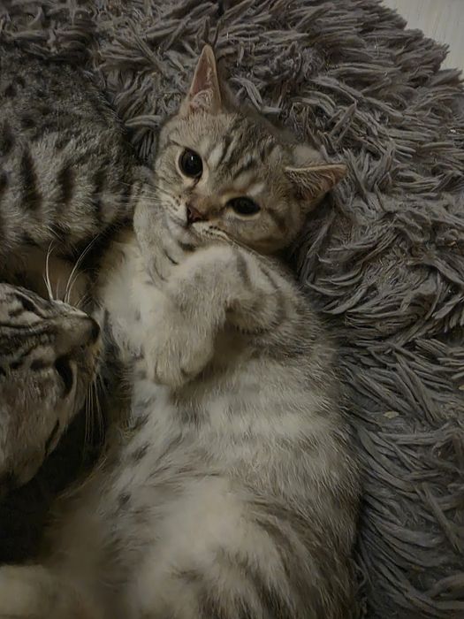 Harry kocurek brytyjski cętkowany WCF