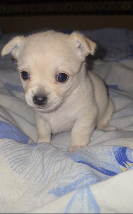 Цуценята чіхуахуа