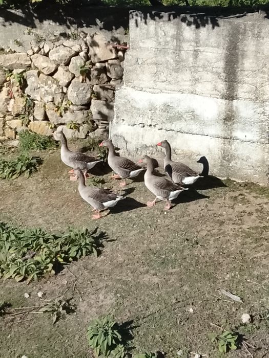 Gansos muito bonitos