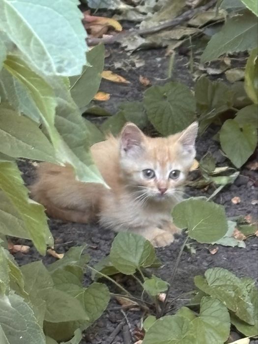 Віддамо кошенят безкоштовно