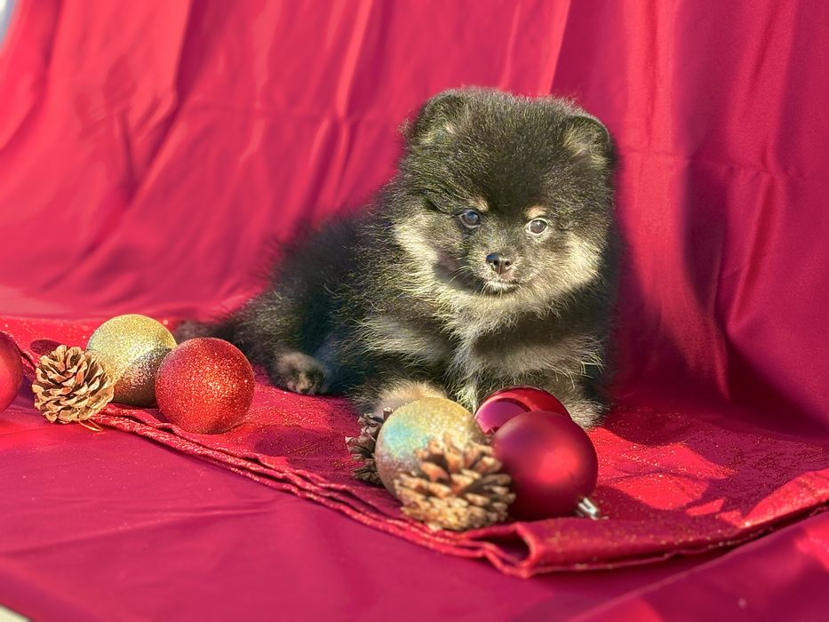 Cudny miś Pomeranian – mały skarb!