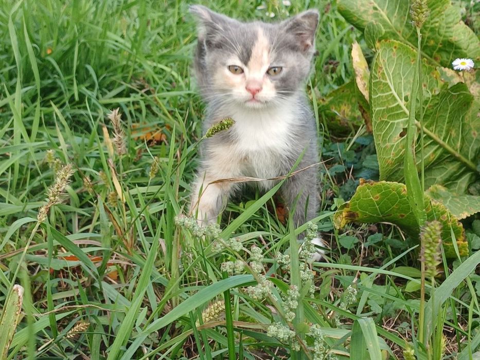 Милі  малята шукають дім