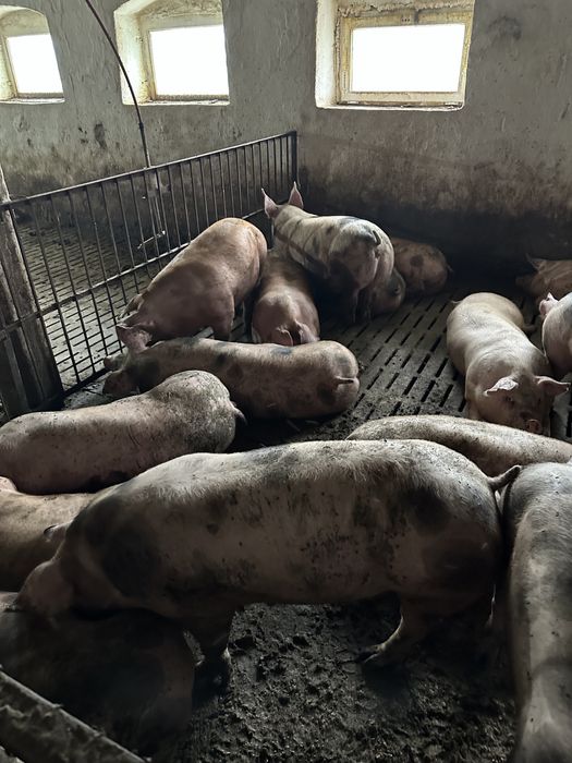 Продам свині живою вагою