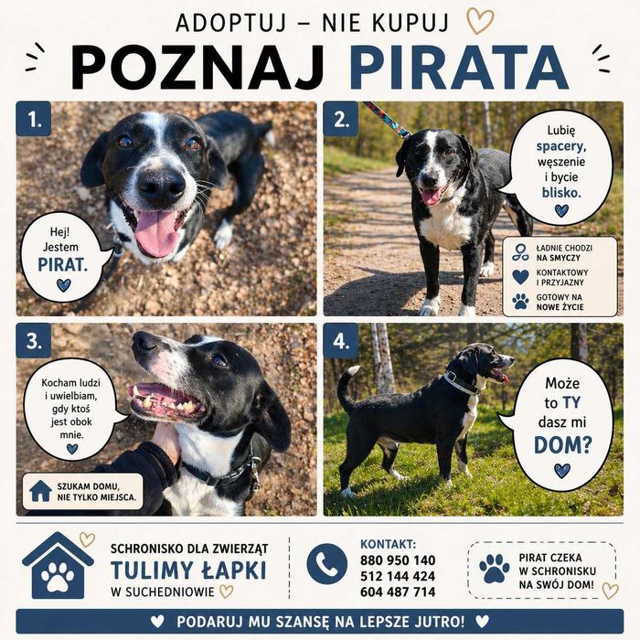 PIRAT szuka domu