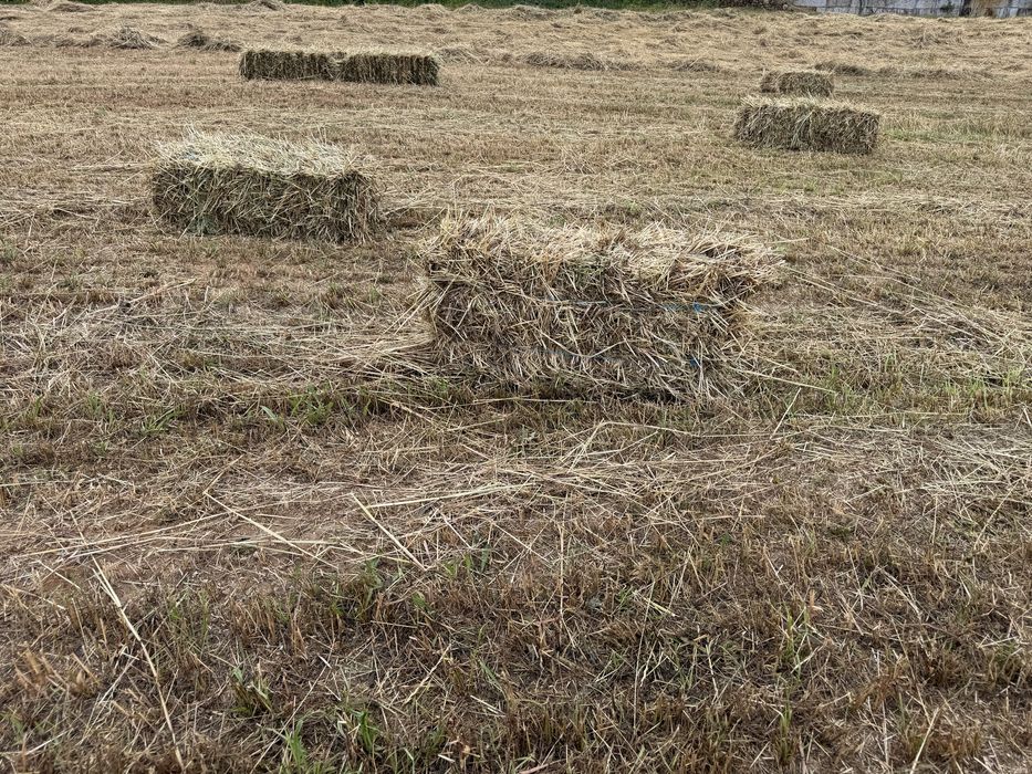 Fardos de palha de aveia e azevem