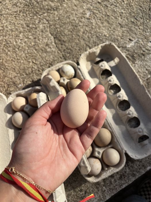 Ovos de fraca/galinha de Angola para incubação