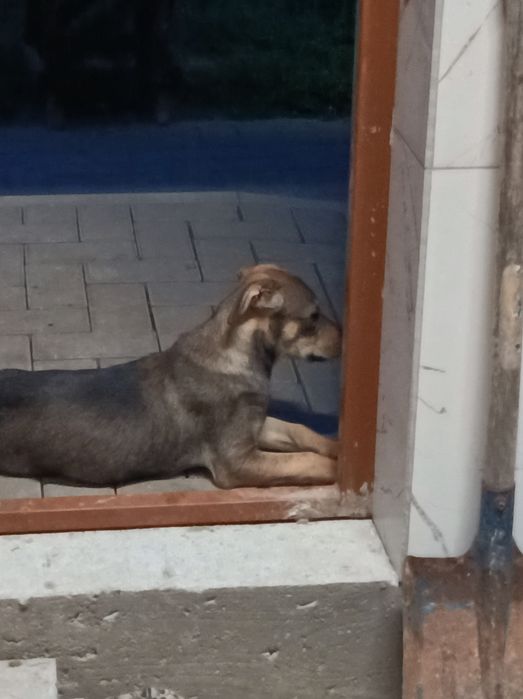 Oddam pieska, za darmo