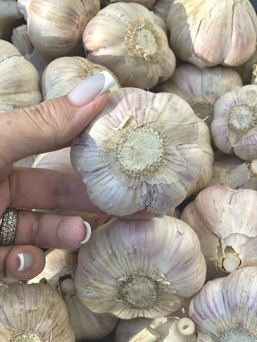 Чеснок великий озима