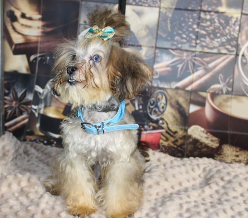 Yorkiepoo nie maltipoo ( Yorkshire Terrier, pudel toy) blue merle