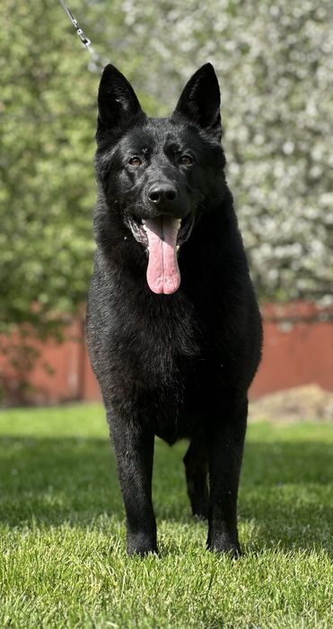 Німецька вівчарка