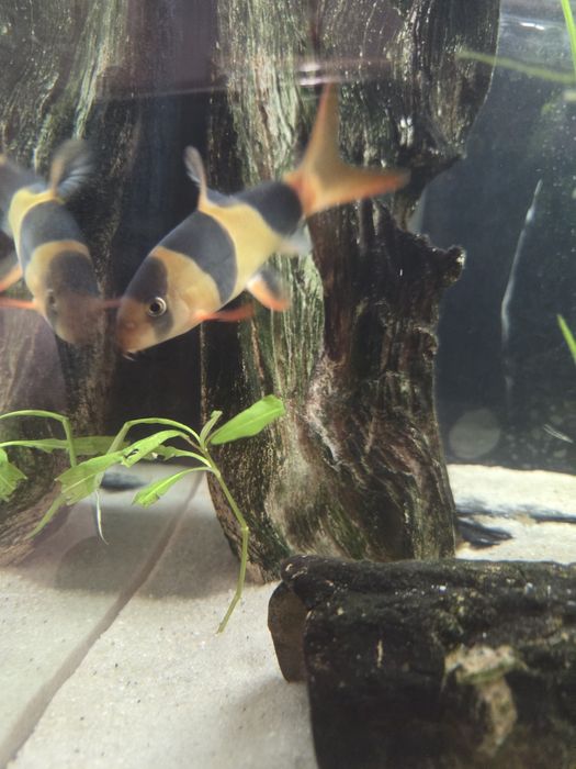 Bocja wspaniała 12-15cm