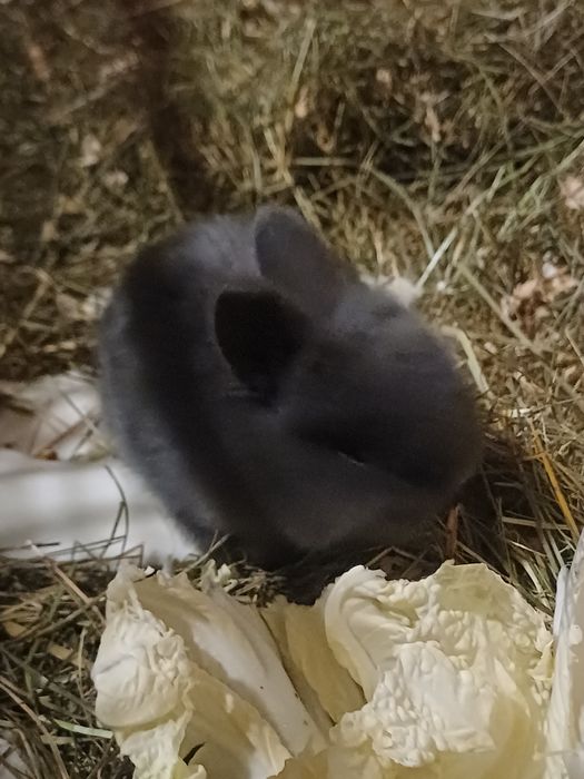 Królik dekoratywny  miniaturka