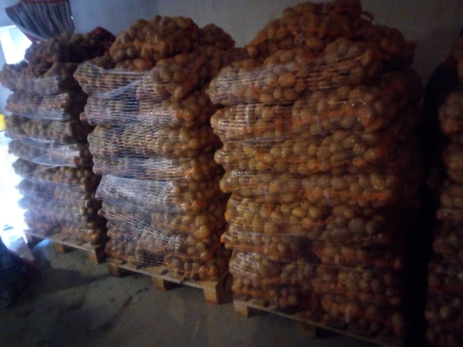 Ziemniaki jadalne  bellarosa vineta pakowane po 15 kg