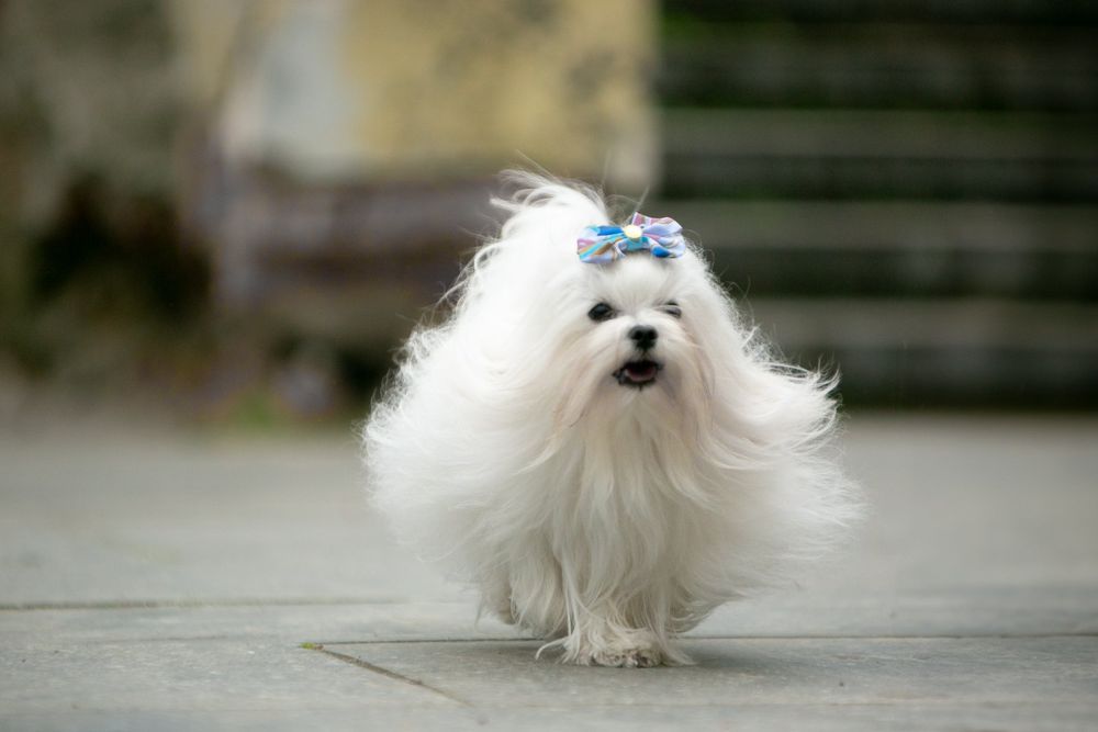 Хлопчик мальтезе КСУ в'язка