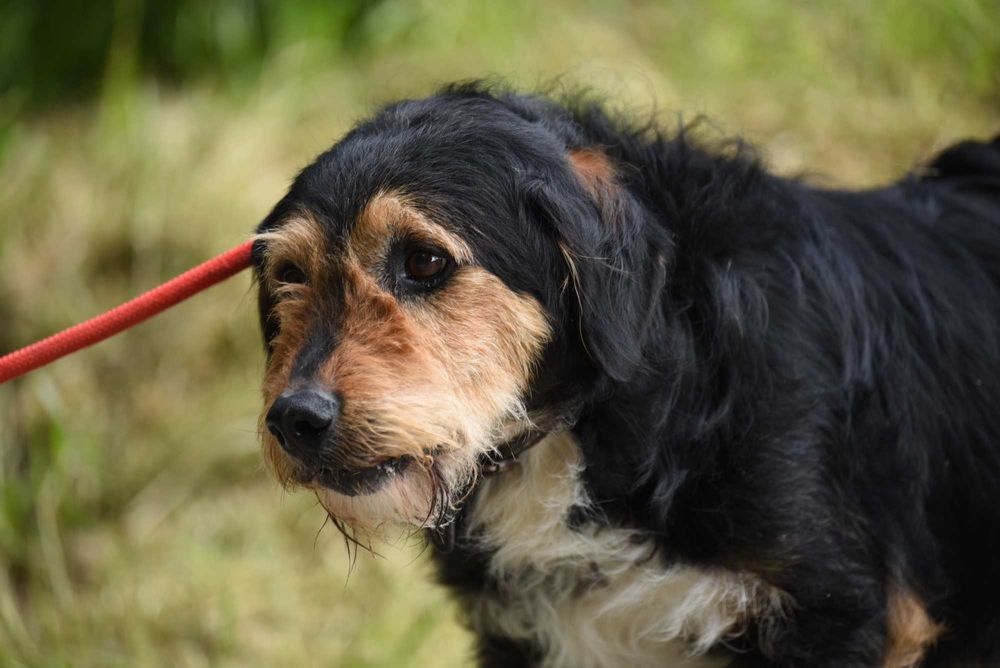 Guliwer - 4-letni piesek do adopcji