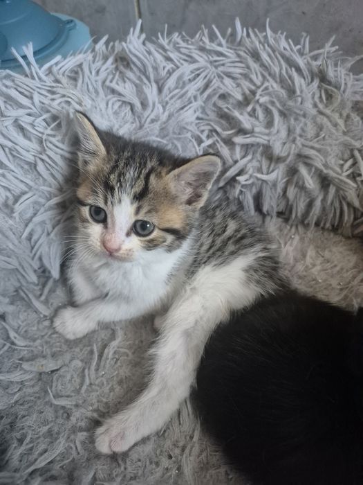 Scottish tabby lindissima