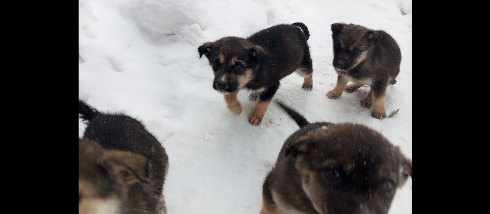 Аляскинский Маламут!!! Щенки!!!