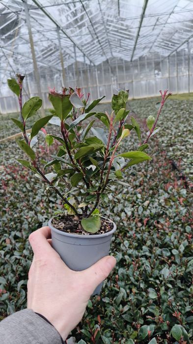 Głogownik Photinia Fraselli redrobin