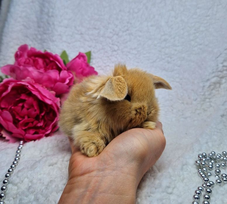 Карликовий Весловухий кролик міні баранчик рудий, карликовые кролики