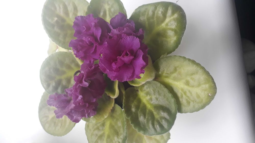 Продам цветущие фиалки