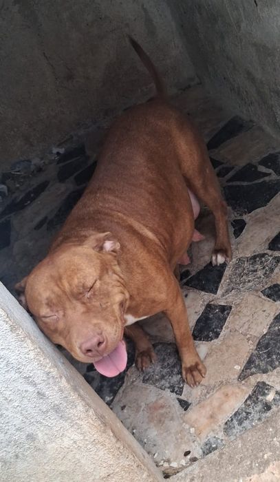 Dois bebês machos American Pitbull