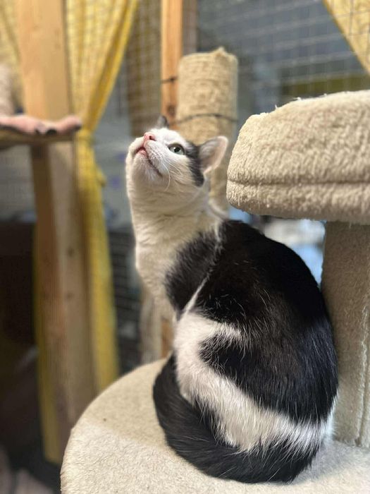 Uroczy Kacperek szuka domu