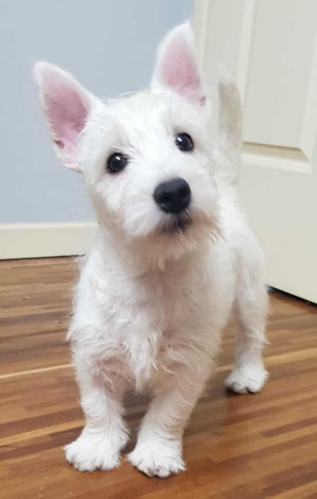 suczka West Highland White Terrier z metryką ZKWP po  Championie
