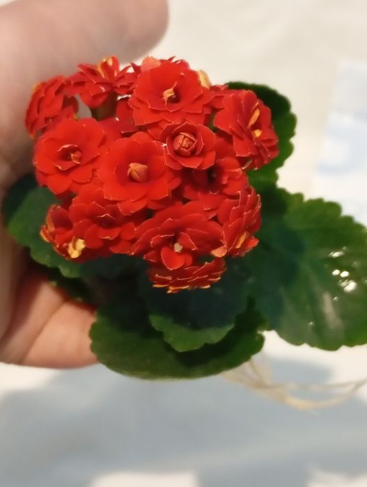 Вазон каланхое розкішний