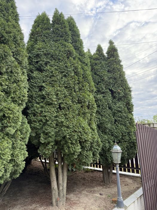 Продам великі туї