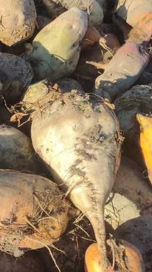 Кормовий буряк із власного городу