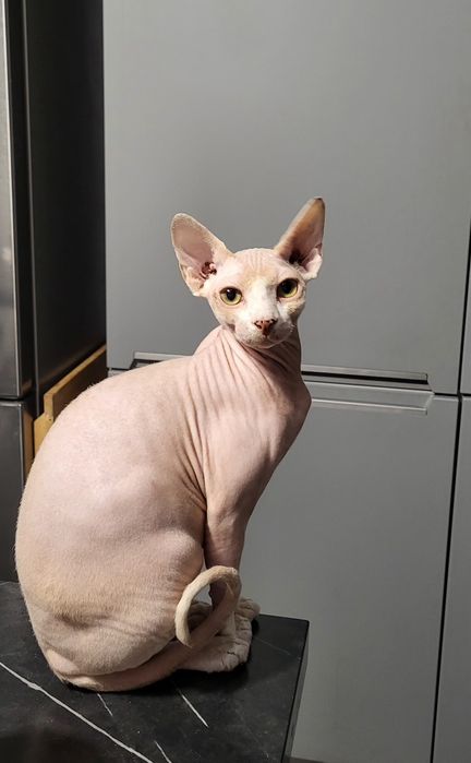 Sfinks kocurek ANGELO