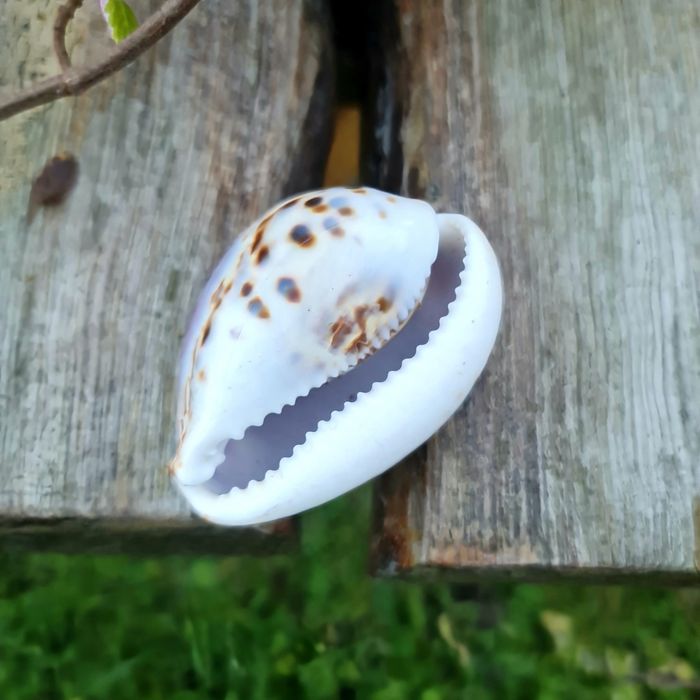 Zestaw muszle z oceanu Murex Tutufa bubo Bursidae Rak zodiak Abalone