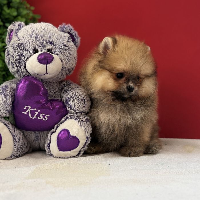 ляльковий Ведмедик шоу классу