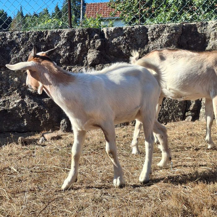 Vendo cabrito cruzado boer