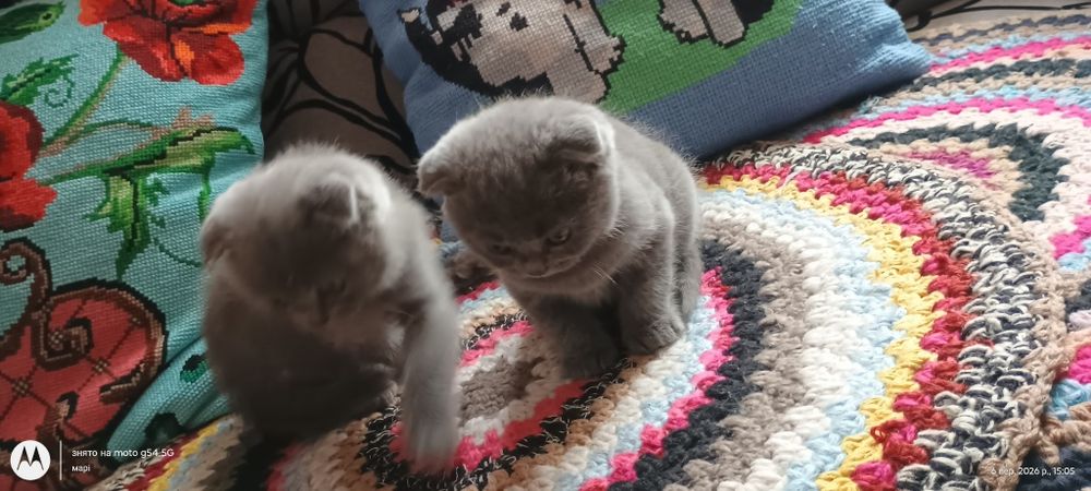 шотландські котики висловухі
