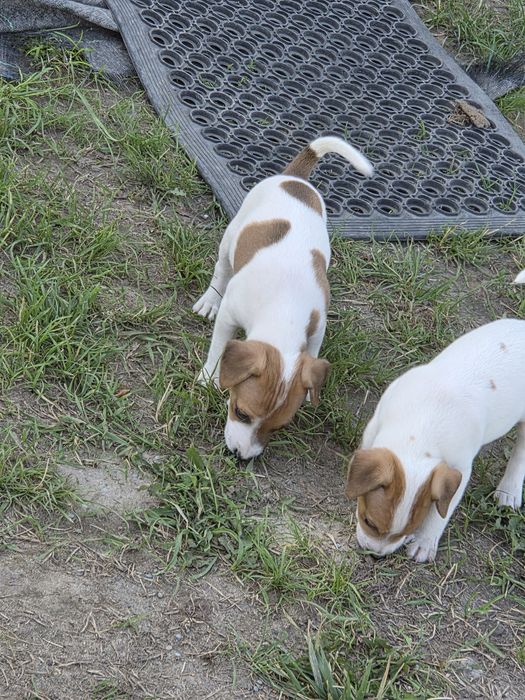 Jack russell terrier