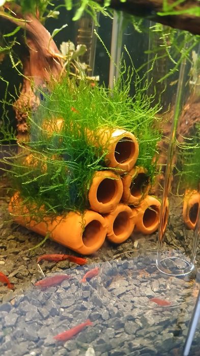 Ozdobą do akwarium z mchem