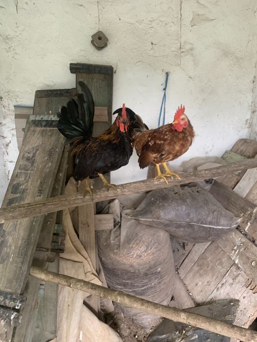 Mini serames aves doceis