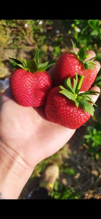 Саджанці полуниці
