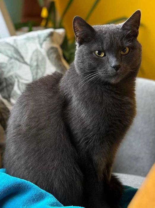 Зникла сіра кішка (кіт) Крюківщина біля ЖК Оранж Парк сіра