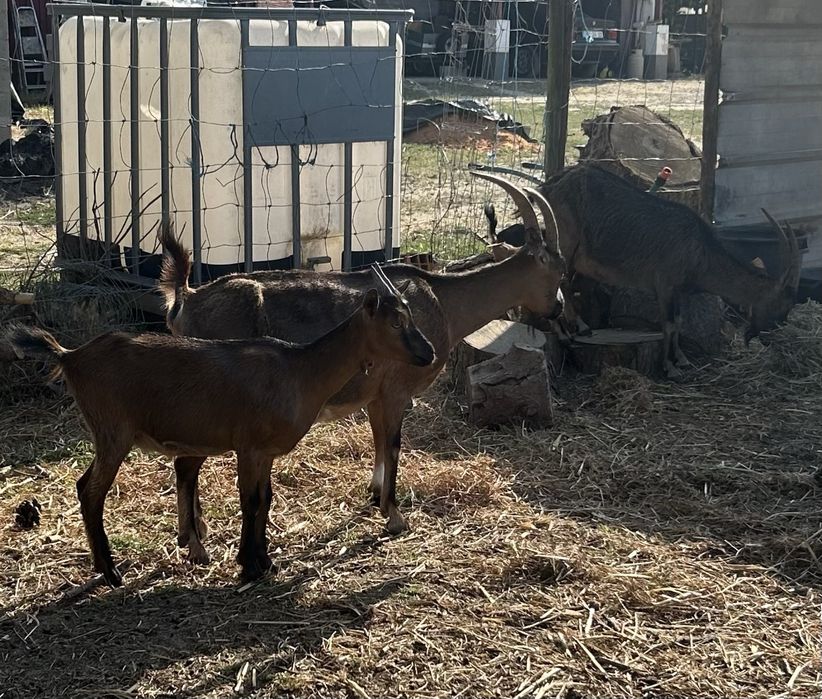 Cabras Bravias.