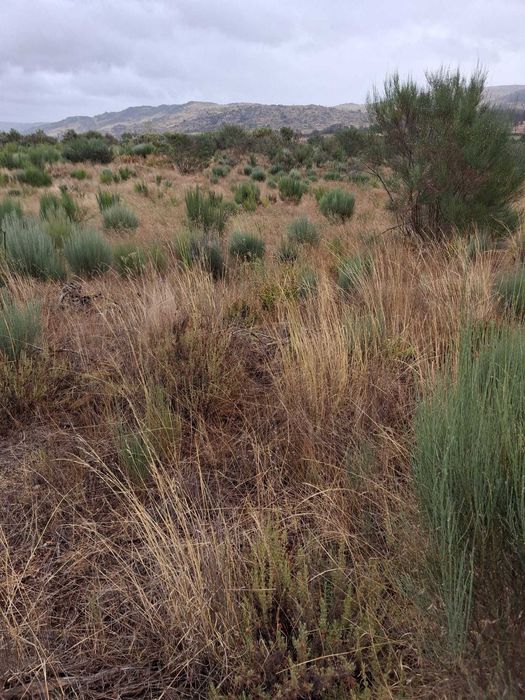 Terreno rustico com regadio do zêzêre para venda I Trigais