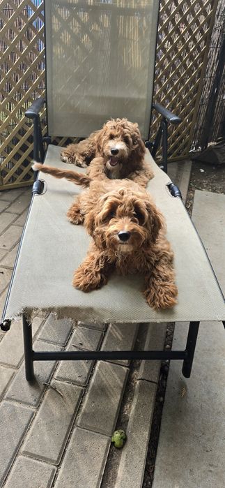 Cockapoo / chłopczyk