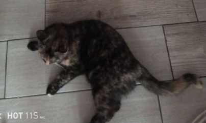 Загубилася кішка. Звати Мура