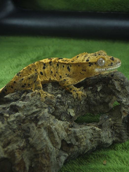 Gekon orzęsiony dalmatian