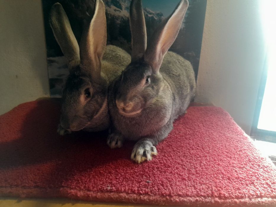 Самки і самці Радянська шиншила